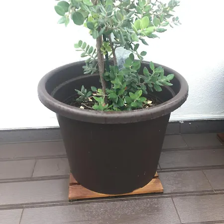 Crystal Madeira Funchal (Madeira)