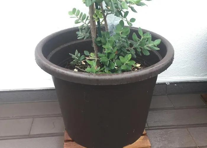 Crystal Madeira Funchal (Madeira)